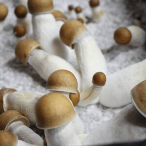 Penis Envy mushrooms 1