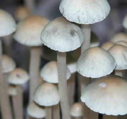 Blue Meanie Mushrooms