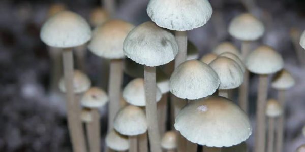 Blue Meanie Mushrooms