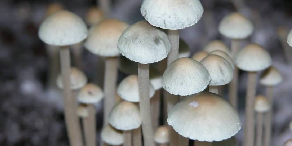 Blue Meanie Mushrooms